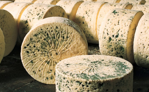 Du bleu des causses, un fromage d'Aveyron. Des fourmes sont installées sur une table